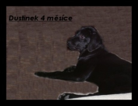 Dusti_4_měsíce.jpg